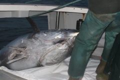 Braid-Products-Caught-Fish-108