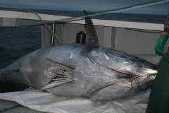 Braid-Products-Caught-Fish-109