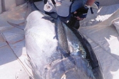 Braid-Products-Caught-Fish-11