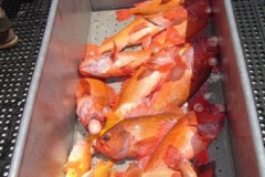 Braid-Products-Caught-Fish-15