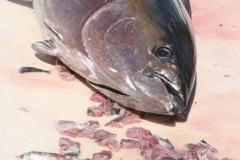 Braid-Products-Caught-Fish-58