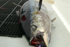 Braid-Products-Caught-Fish-61