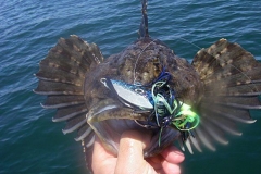 Braid-Products-Caught-Fish-63