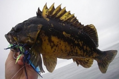 Braid-Products-Caught-Fish-92