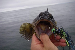 Braid-Products-Caught-Fish-95