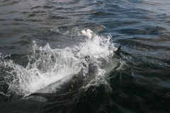 Braid-Product-Offshore-Fishing-11