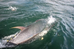 Braid-Product-Offshore-Fishing-12