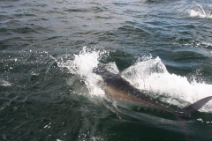 Braid-Product-Offshore-Fishing-13