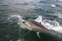 Braid-Product-Offshore-Fishing-15
