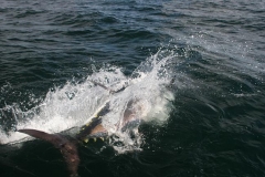 Braid-Product-Offshore-Fishing-19