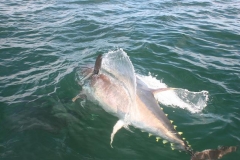 Braid-Product-Offshore-Fishing-21
