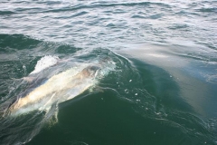 Braid-Product-Offshore-Fishing-25