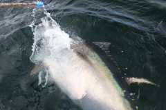 Braid-Product-Offshore-Fishing-35