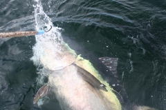 Braid-Product-Offshore-Fishing-36