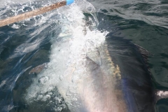 Braid-Product-Offshore-Fishing-38