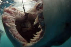 Braid-Product-Offshore-Fishing-53