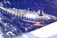 Braid-Product-Offshore-Fishing-59
