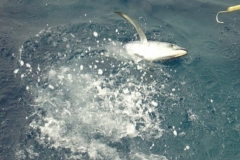 Braid-Product-Offshore-Fishing-61
