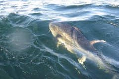 Braid-Product-Offshore-Fishing-70