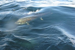 Braid-Product-Offshore-Fishing-77