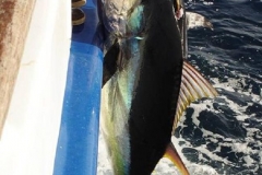 Braid-Product-Offshore-Fishing-82