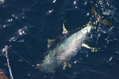 Braid-Product-Offshore-Fishing-83